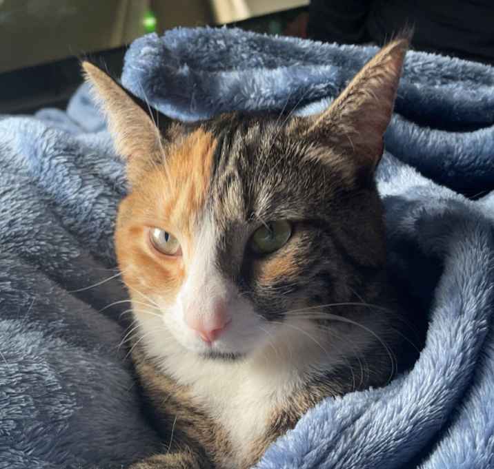 Photo of Gypsy