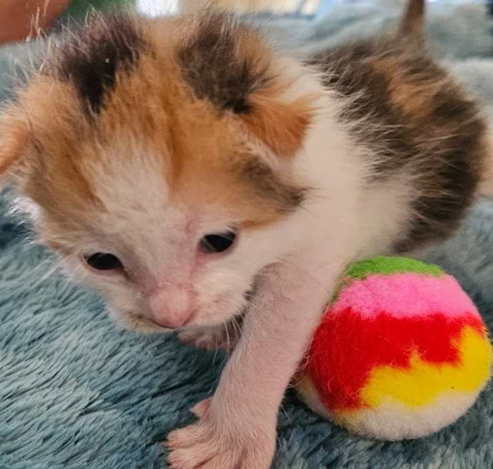 Photo of Buttercup