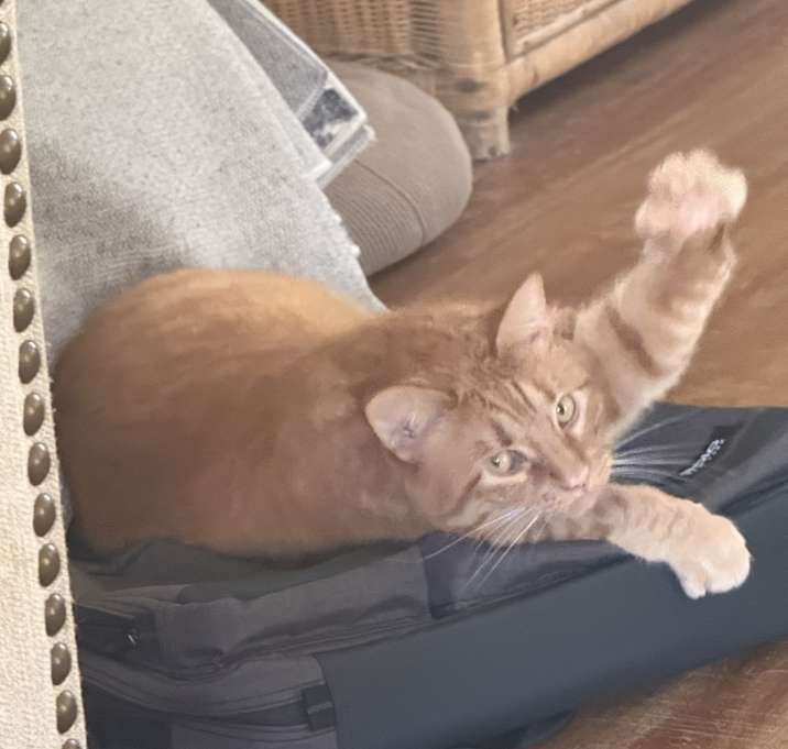 Photo of Ginger