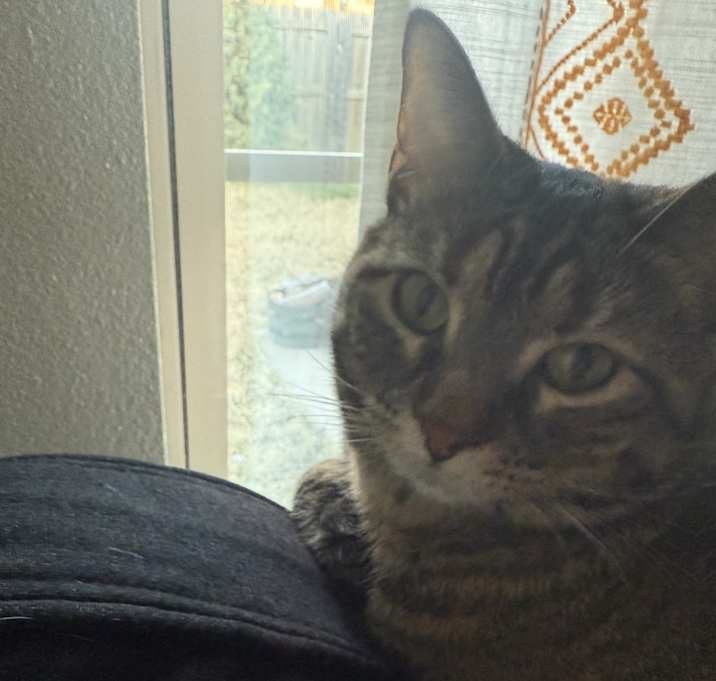 Photo of Pepper