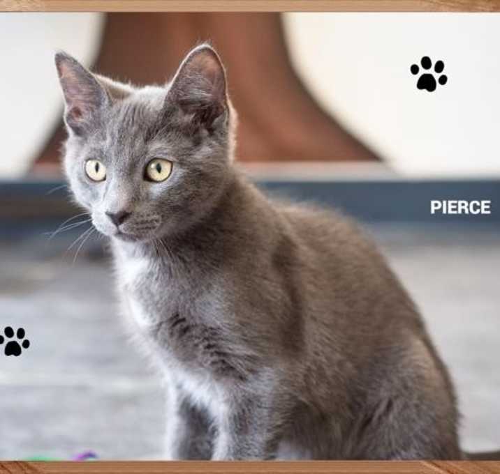 Photo of Pierce