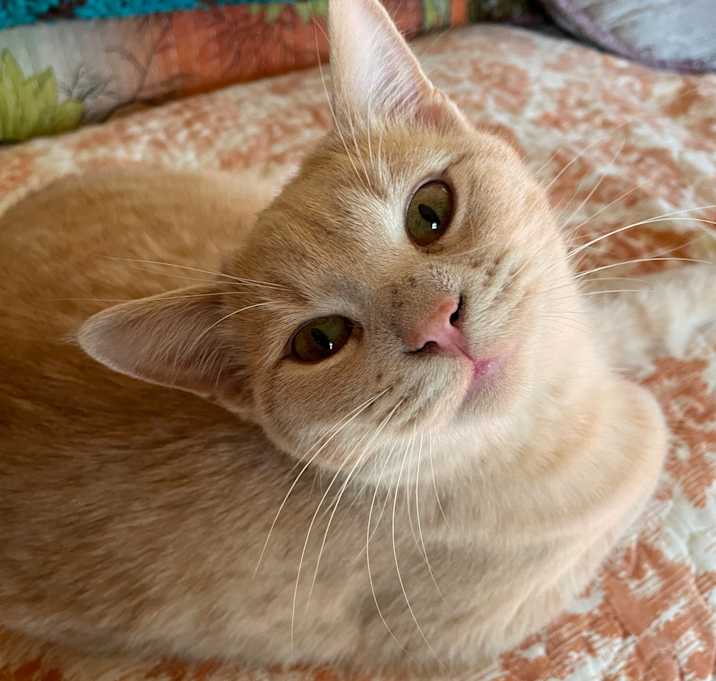 Photo of Poppy