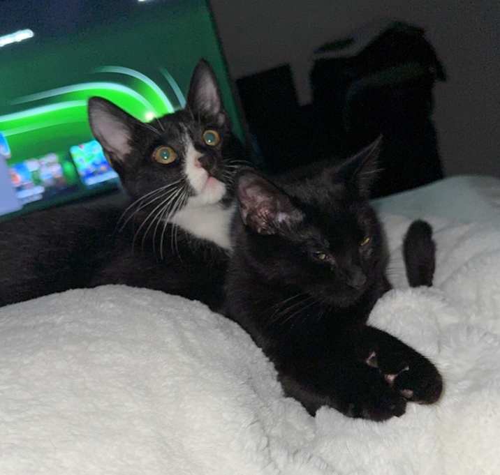 Photo of Teddy and Bear