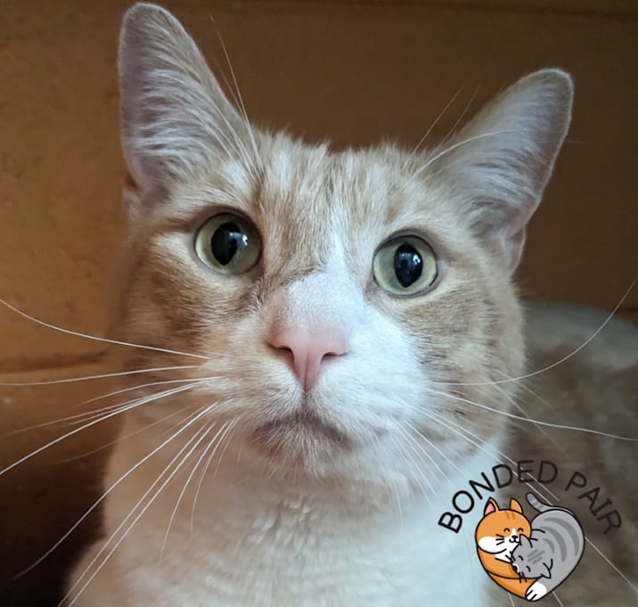 Photo of Podo 