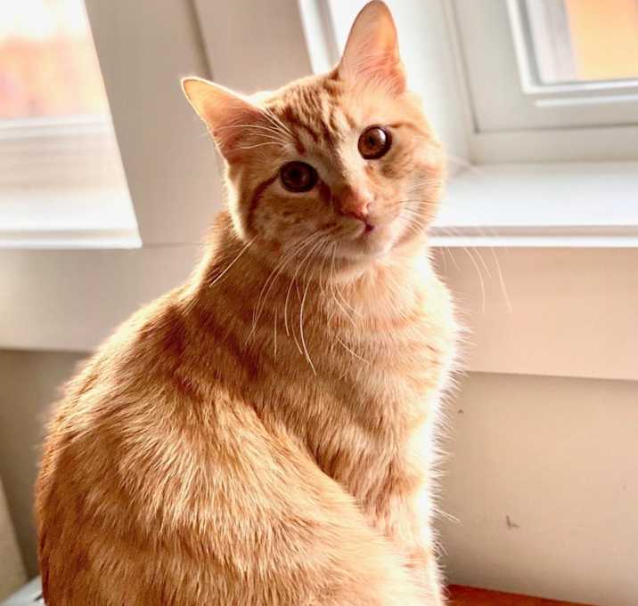 Photo of Archie