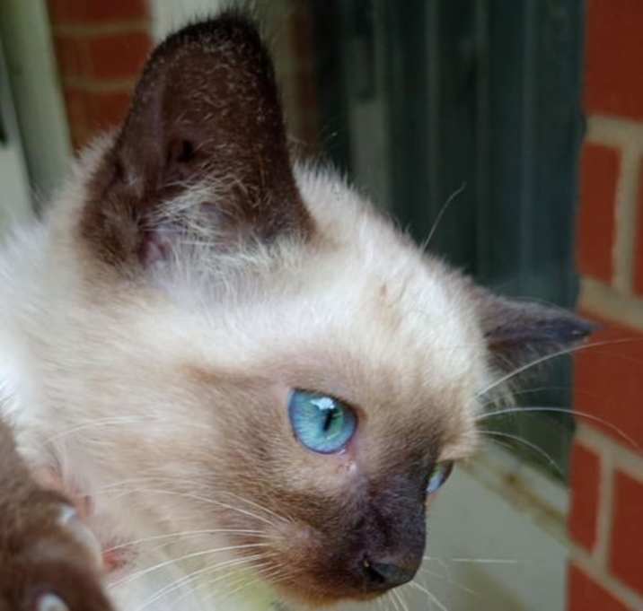 Photo of T & C, Tom Cat
