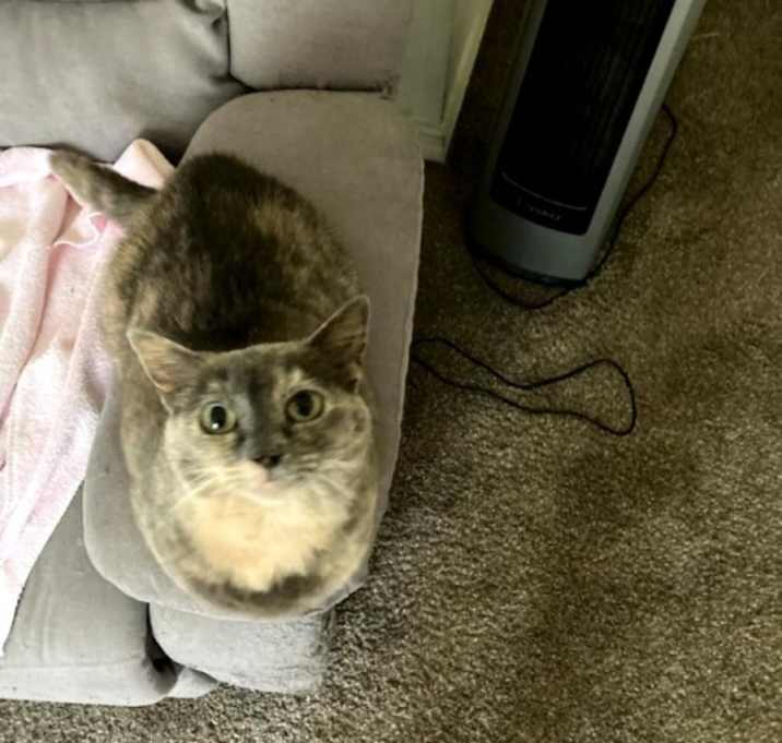 Photo of BELLA