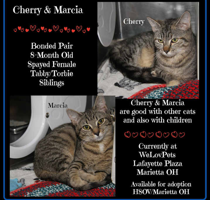 Photo of Cherry & Marcia (Spayed)