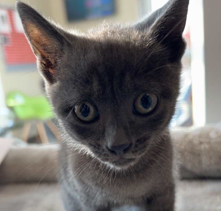 Photo of Cali