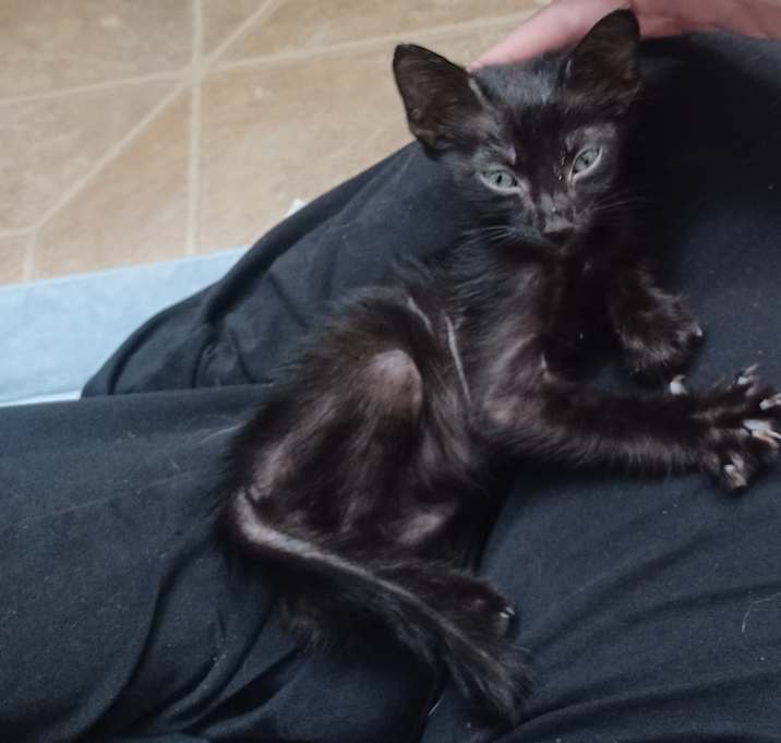 Photo of Salem