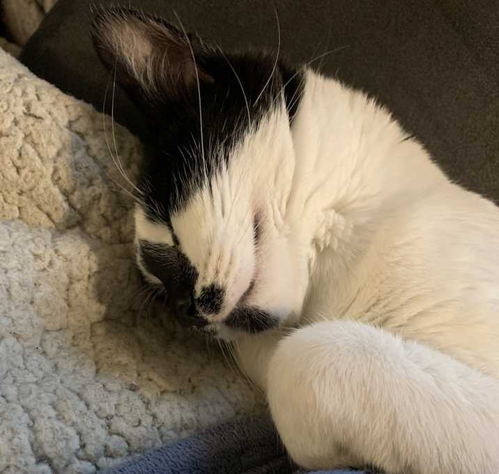 Photo of Bilbo