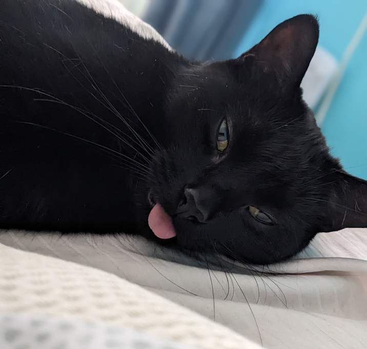 Photo of Pickles