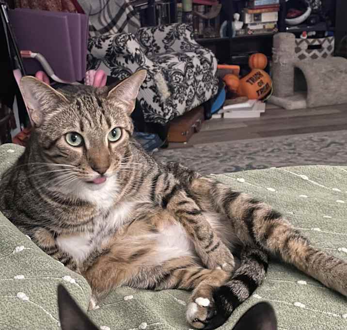 Photo of Dobby