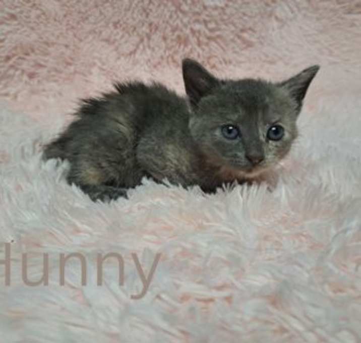 Photo of Hunny