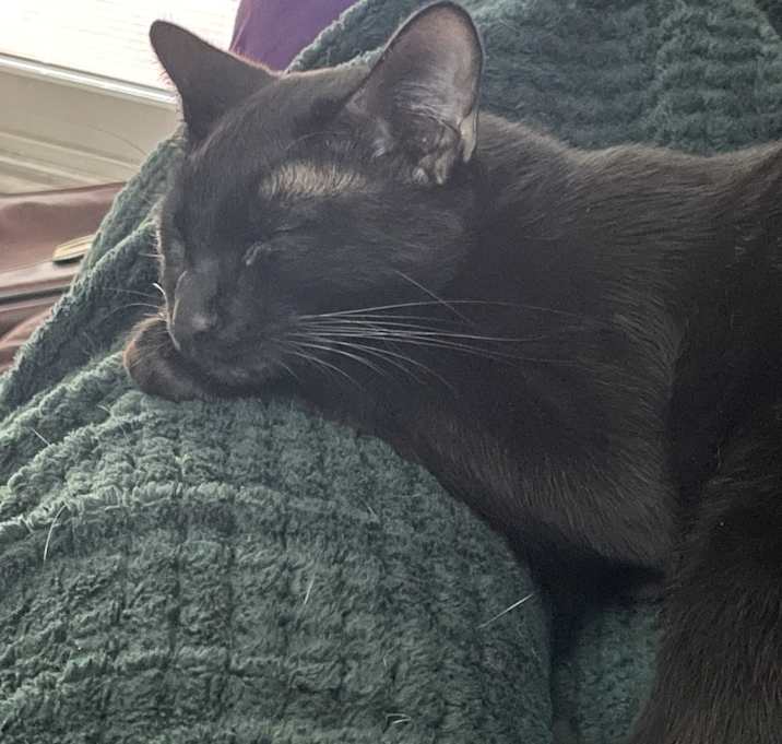 Photo of Severus