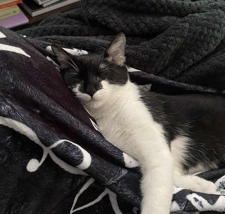 Photo of Luna