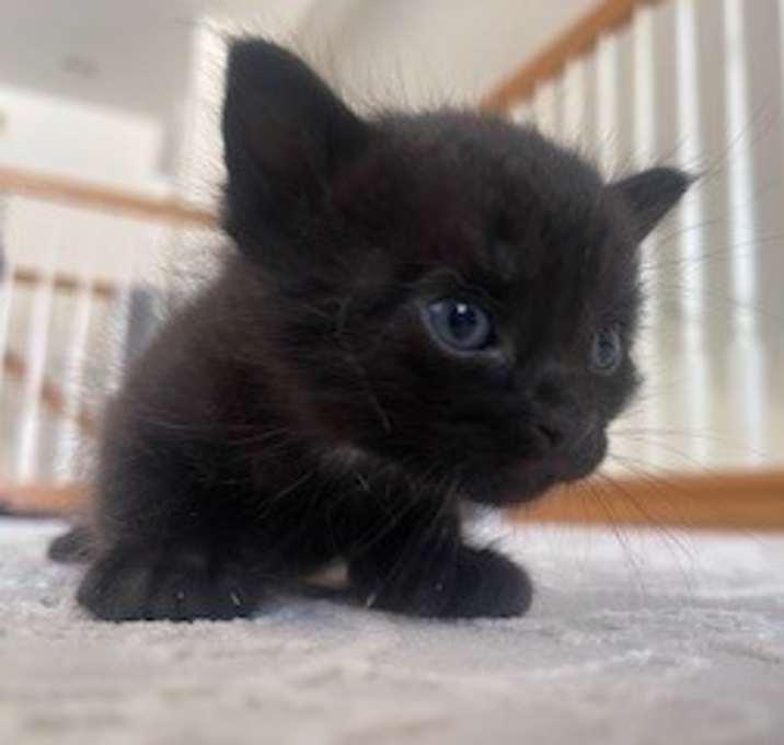 Photo of Loki