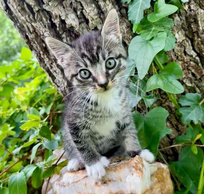 Photo of Nani