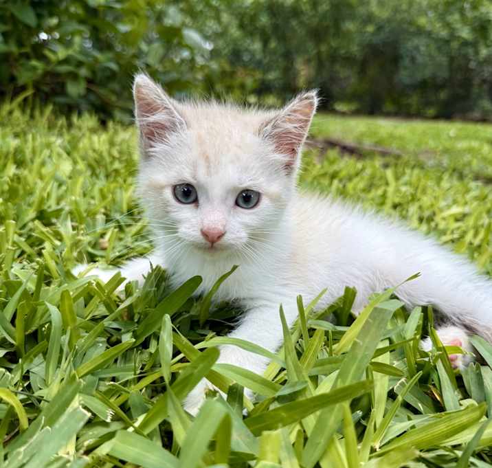 Photo of Snow White