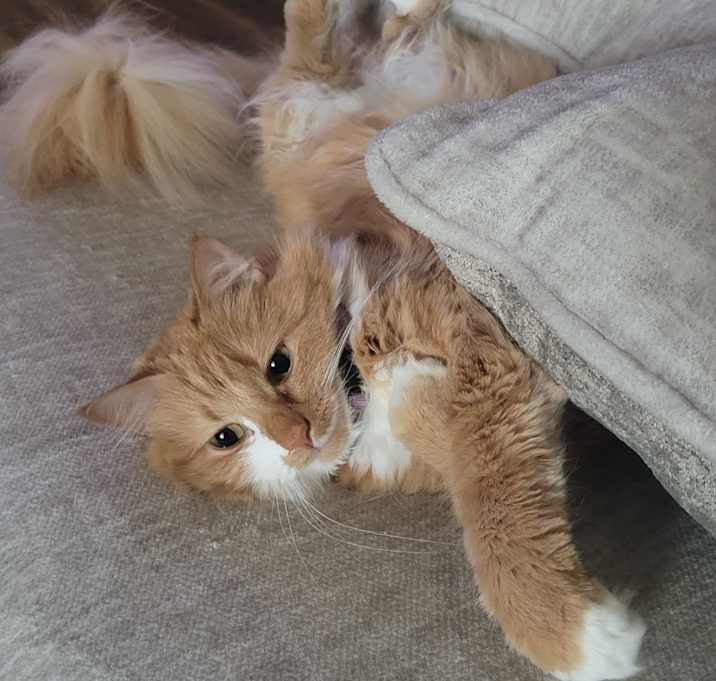 Photo of Hugsy
