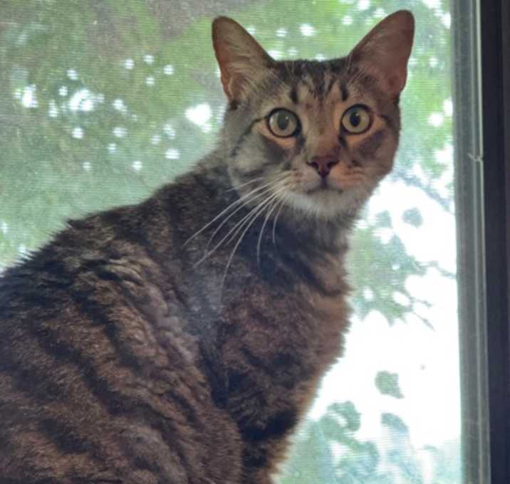 Photo of Gator