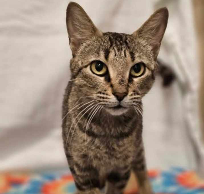Photo of Sable