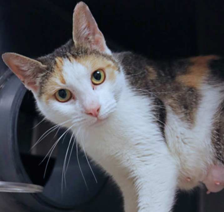Photo of Kismet