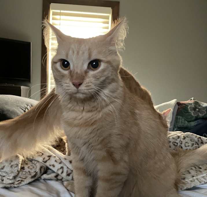 Photo of Cheddar