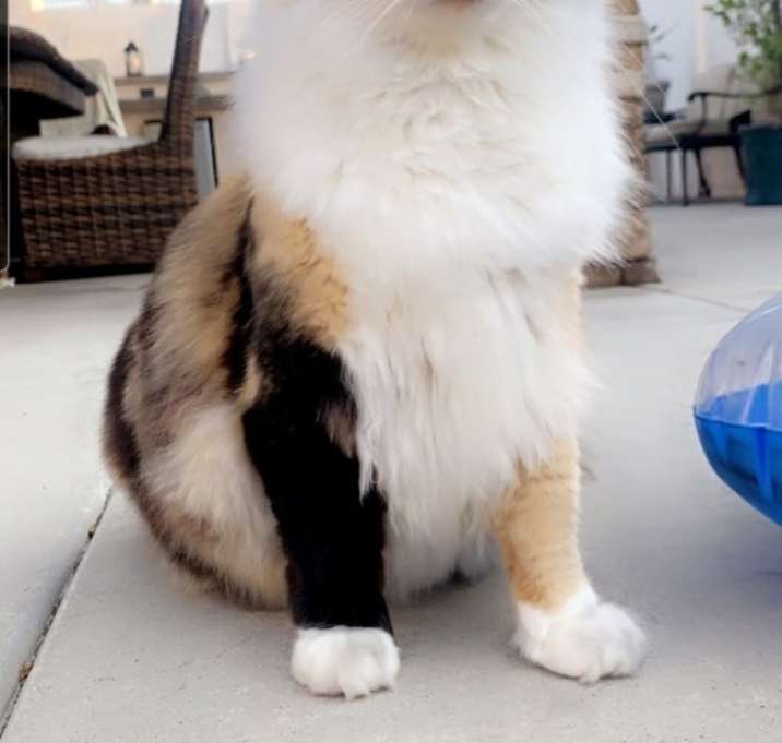 Photo of Callie