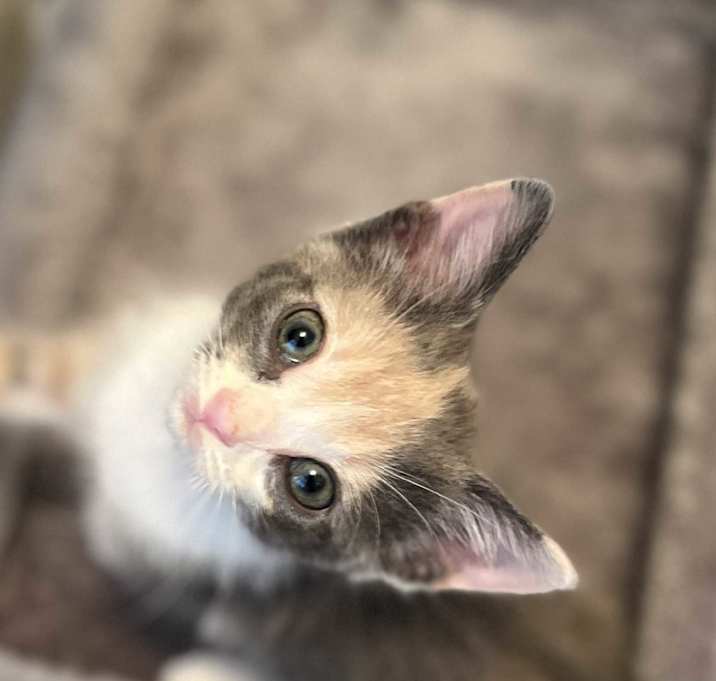 Photo of Lyra