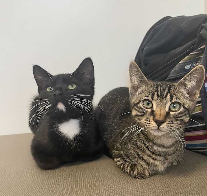 Photo of Rumble & Choco Pie