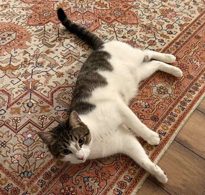 Photo of Mouse