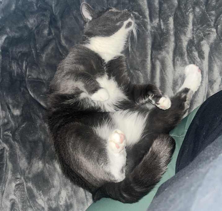 Photo of Bean