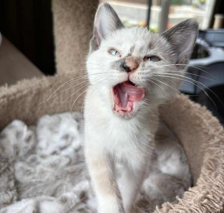 Photo of Livie