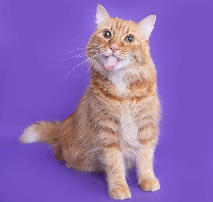 Photo of Howie