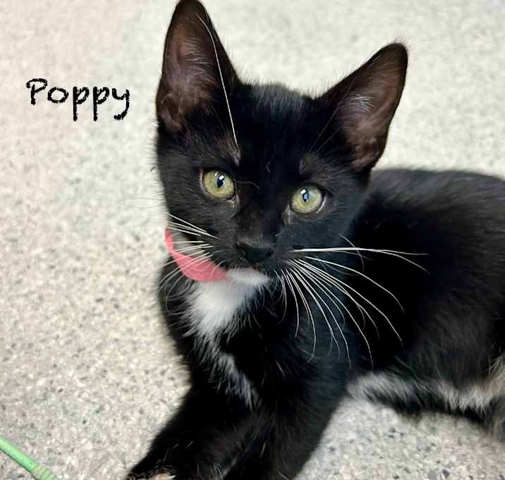 Photo of Poppy