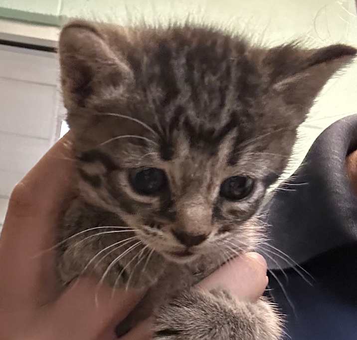 Photo of Little J
