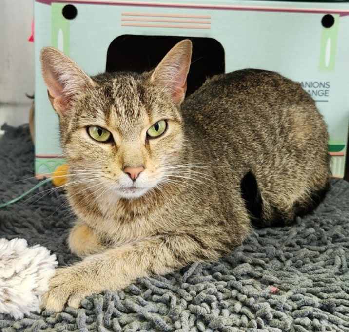 Photo of Rafiki (Kiki)