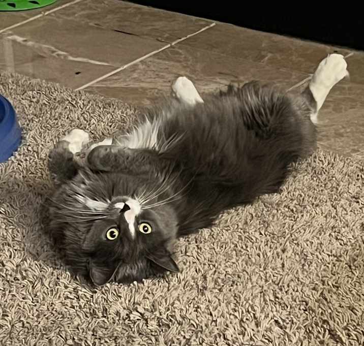 Photo of Frankie