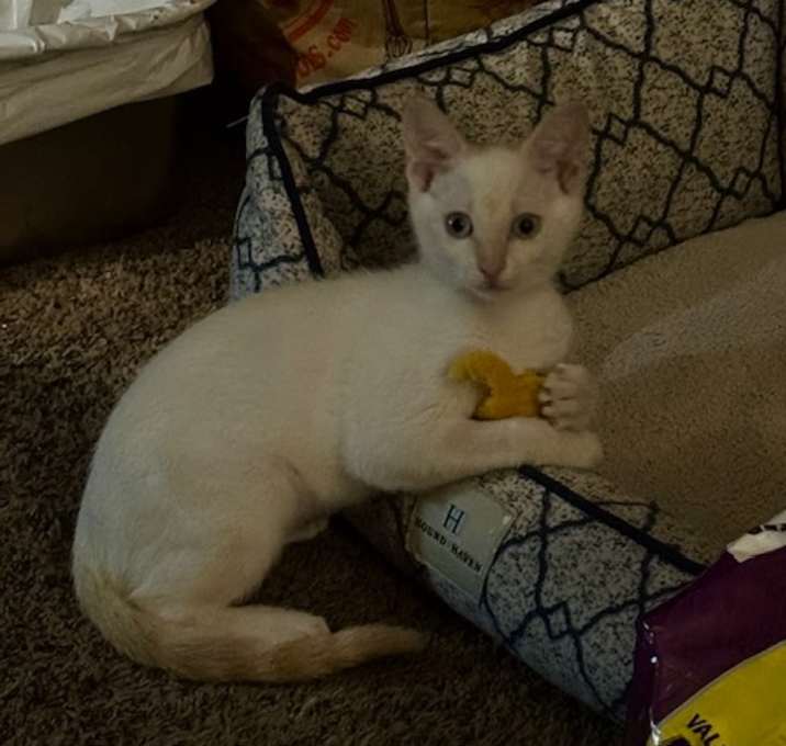 Photo of Casper