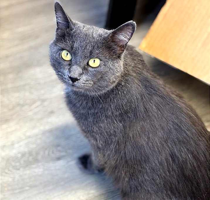 Photo of Violet