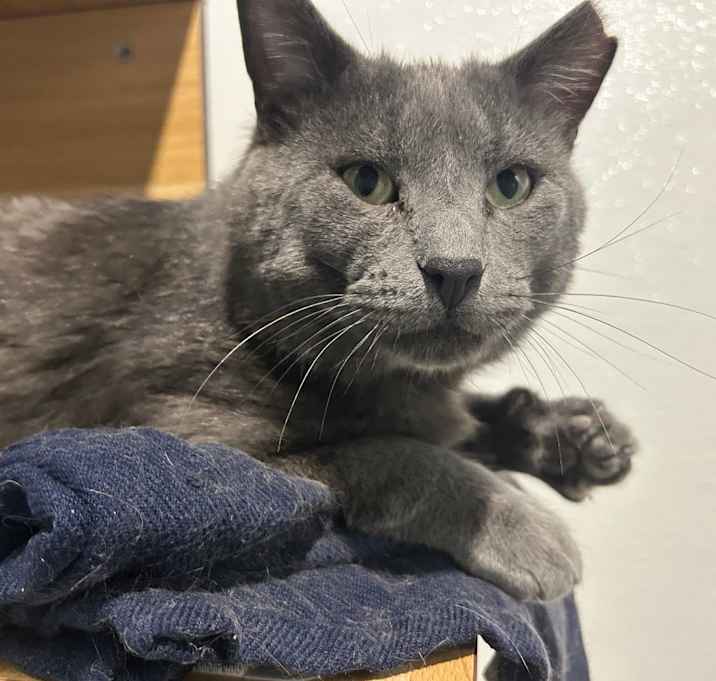 Photo of Chonk