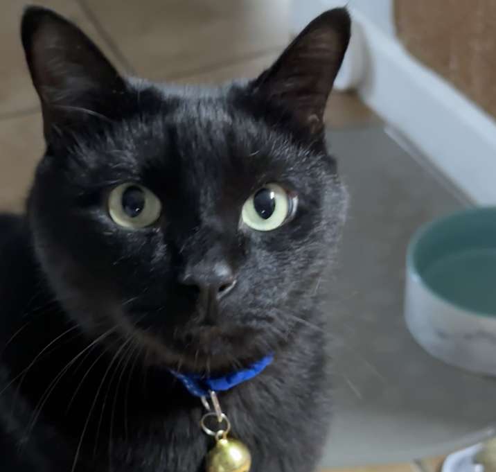 Photo of Samson The Great