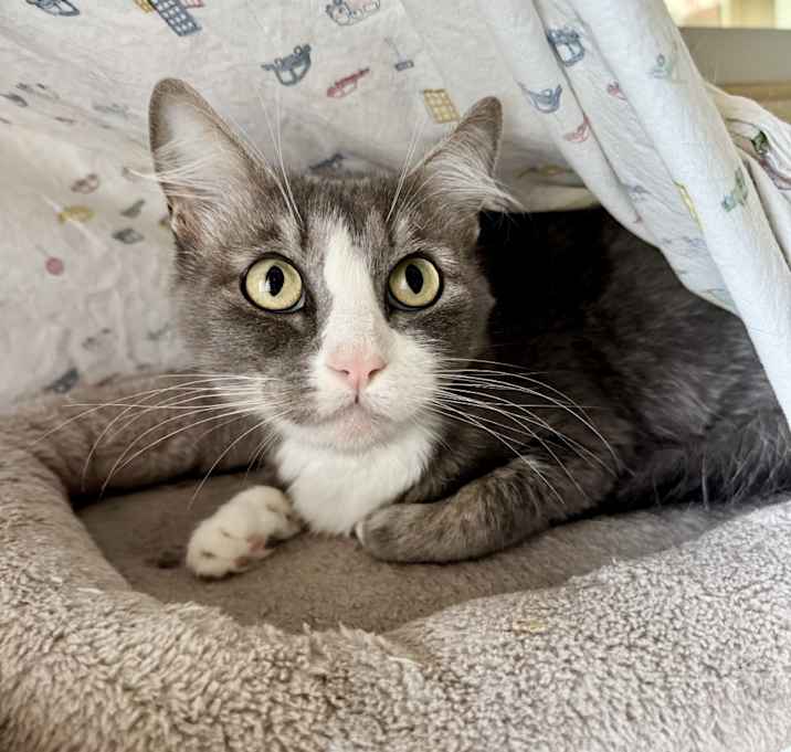 Photo of Willow