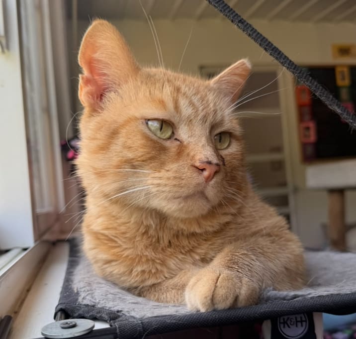 Photo of Dorito