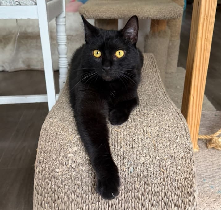 Photo of Comet