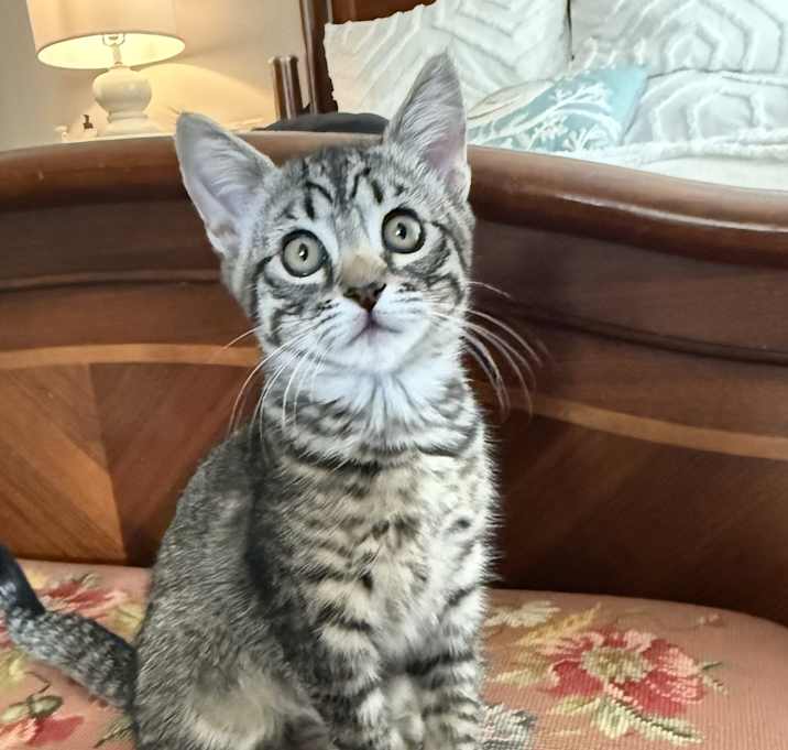 Photo of Tiger Lily