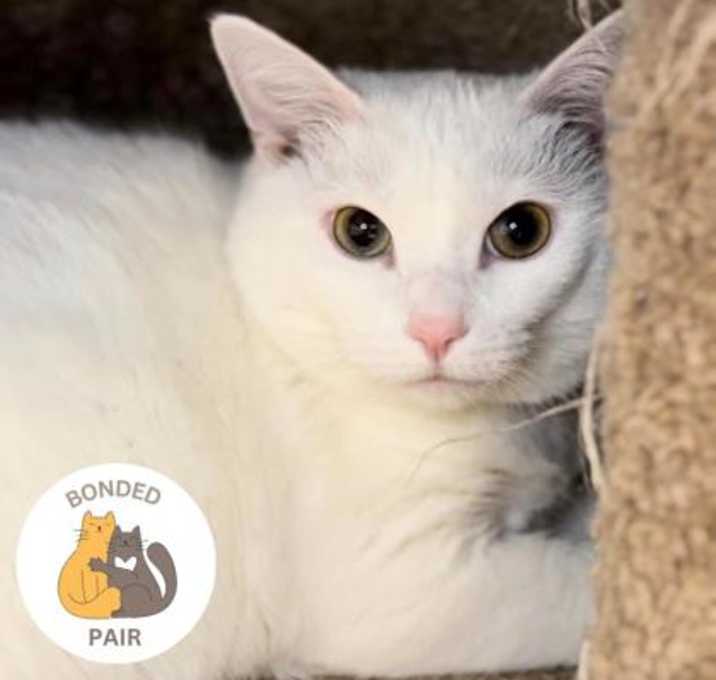 Photo of Angel