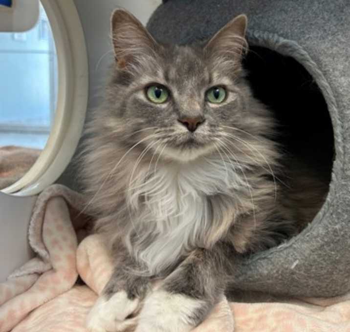 Photo of Luna (Special Paws)