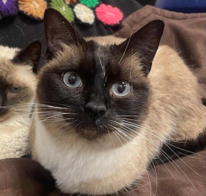 Photo of Mittens